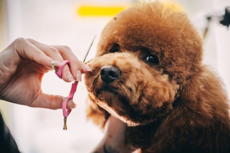 A person carefully trims the fur of a brown poodle in a grooming setting, showcasing a focused grooming process.