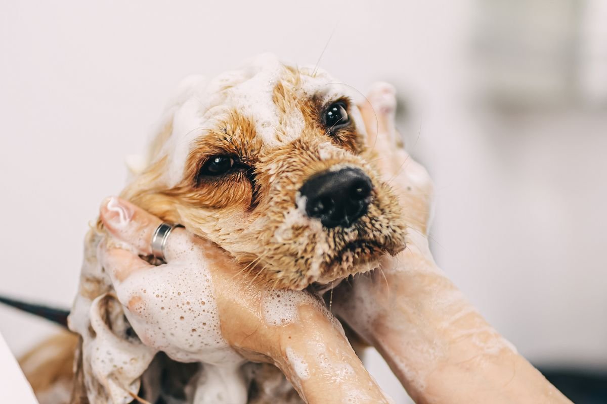 A dog being washed with soap and water, enjoying a bath while bubbles surround its fur. 